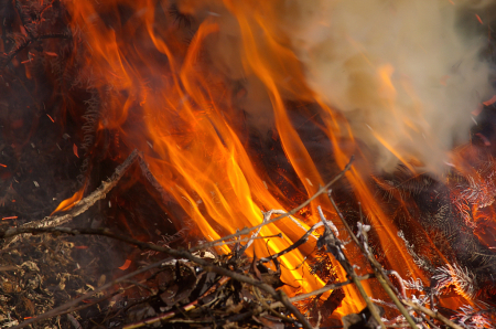 Burning Dead Wood