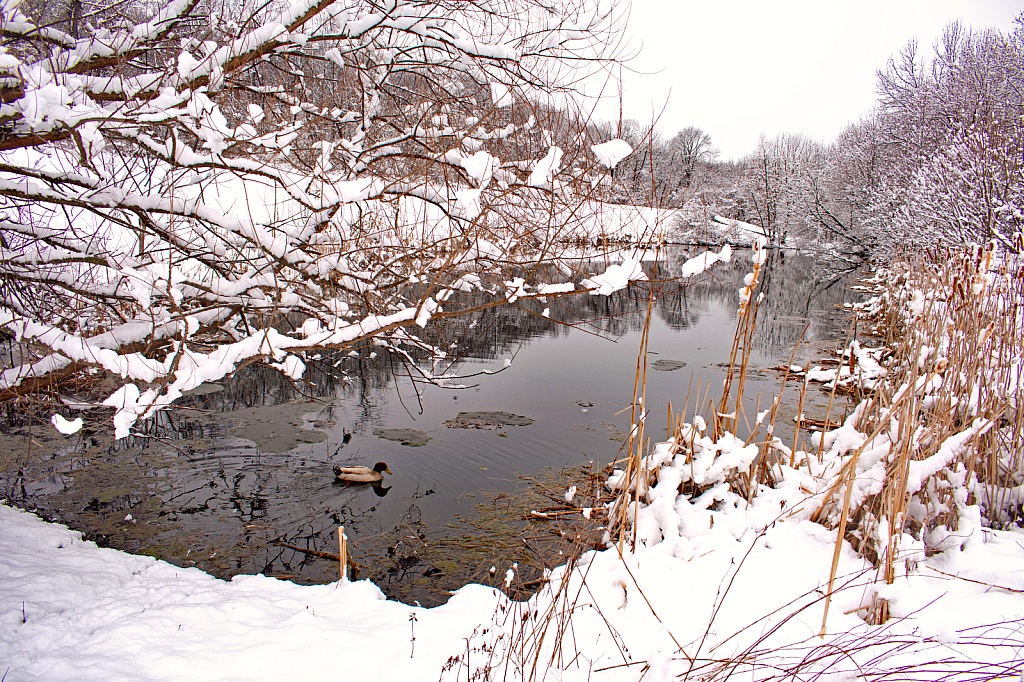 A Pond Landscape With Wildlife