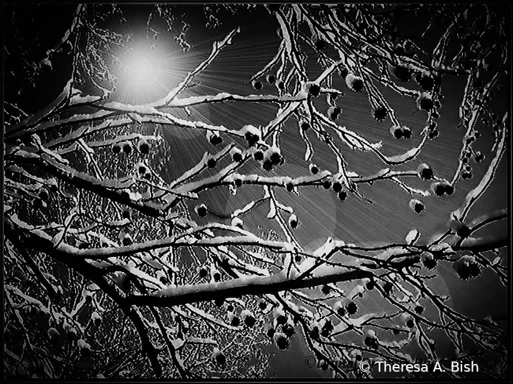Tree Limbs In the Snow 