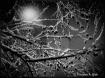 Tree Limbs In the...