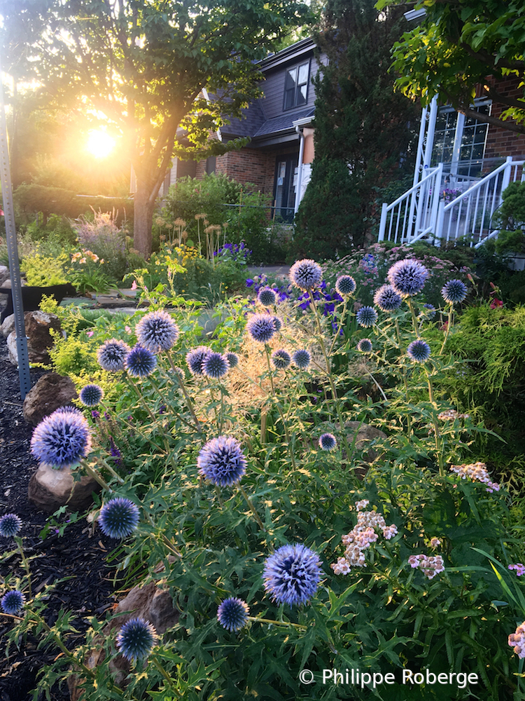 Blue flowers