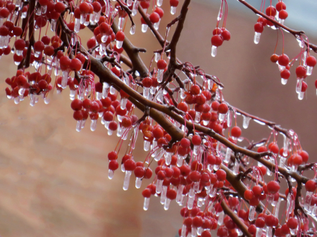 Ice Storm Branches