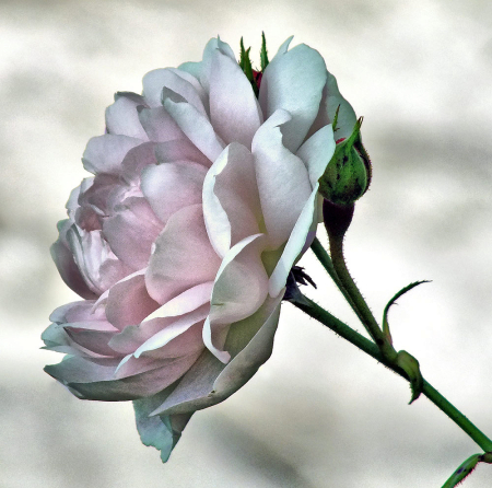 The Muted Rose