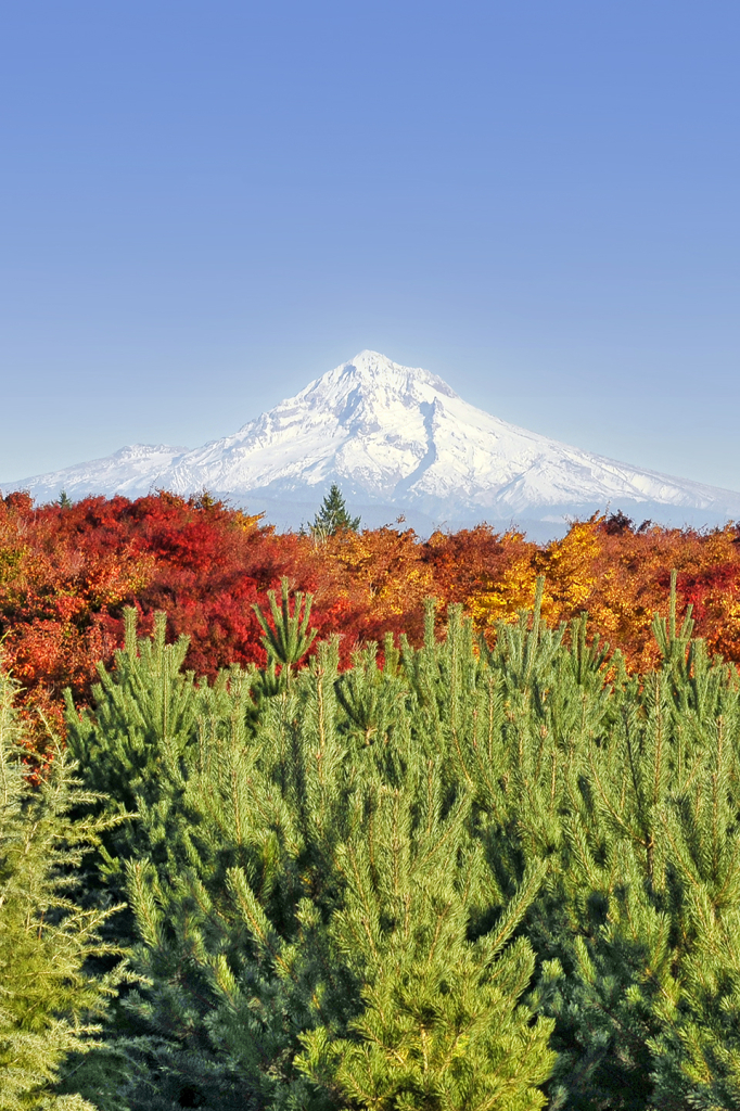 Mt. Hood Vertical - ID: 15979312 © David P. Gaudin