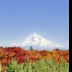 © David P. Gaudin PhotoID# 15979312: Mt. Hood Vertical