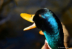 Mr. Quackers