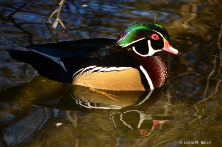 Wood Duck