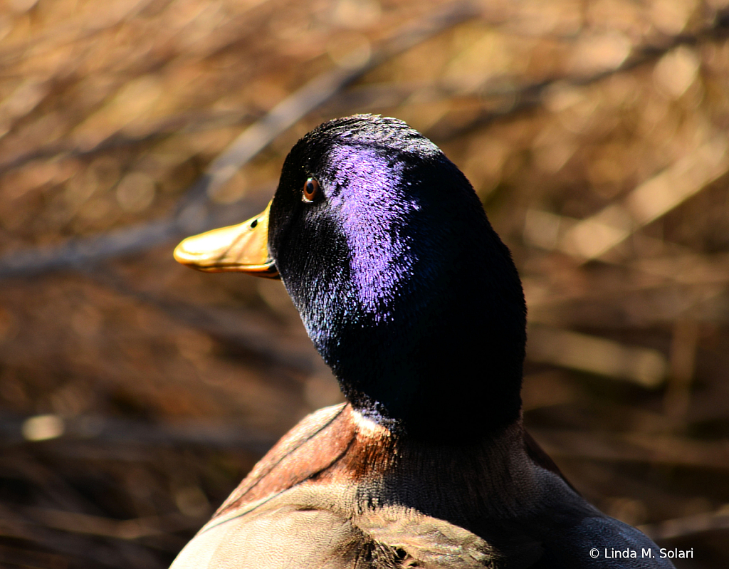 Purple Is My Favorite Color