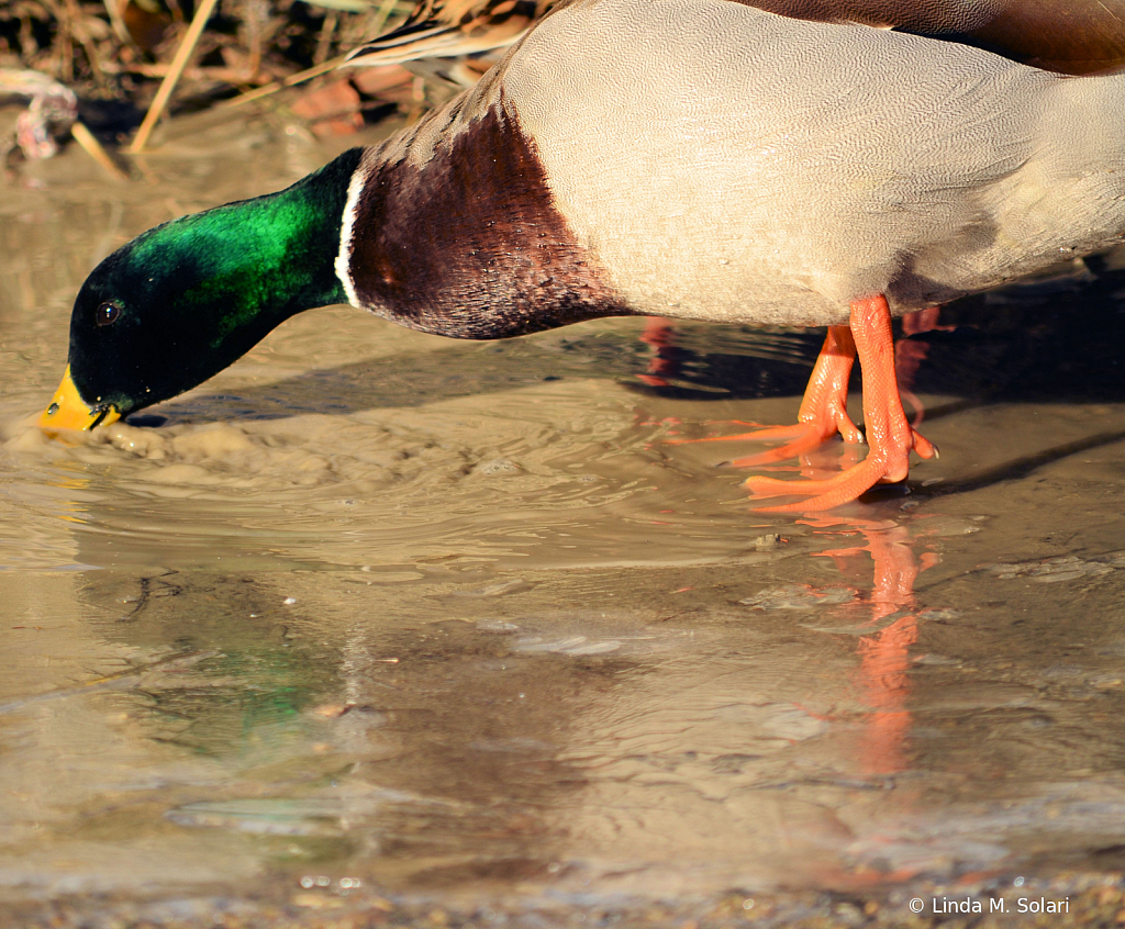 Thirsty Duckie