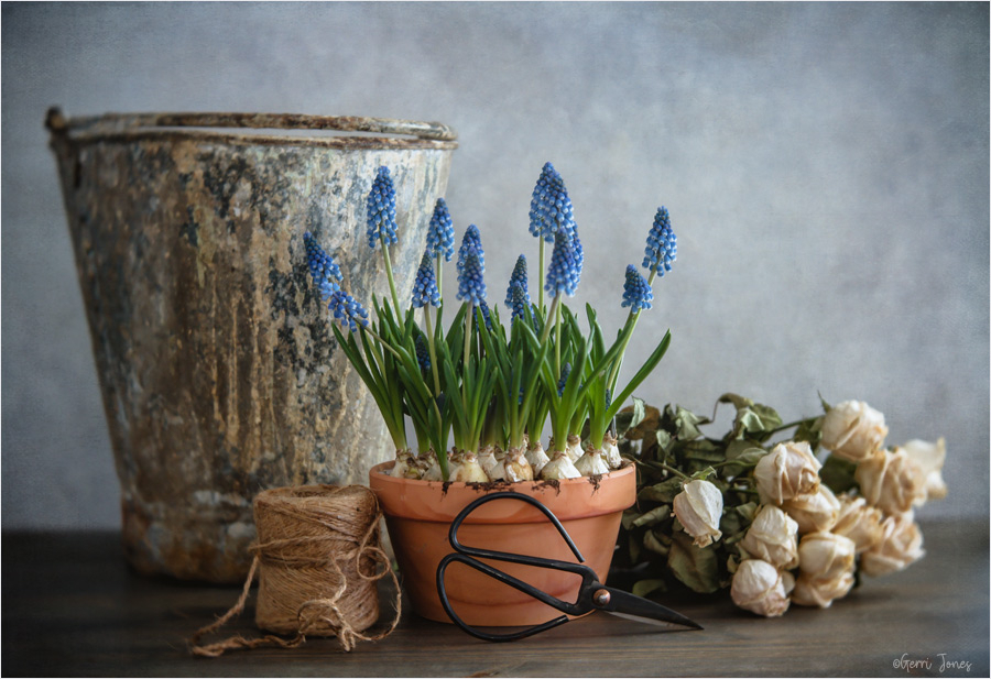 Indoor Garden in February