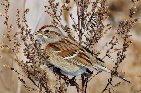 American Tree Sparrow