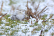 Sleepy Snowy Owl