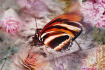 Butterfly Techniq...