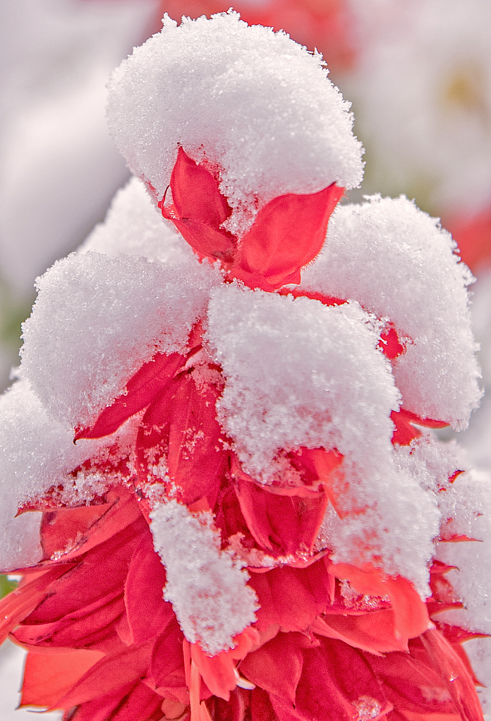 Fire-red Flower and Ice Caps.