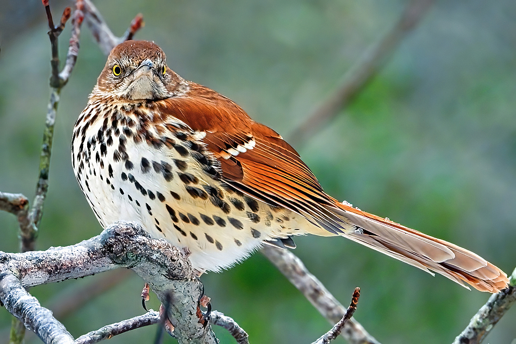  Brown Thrasher with Sleet