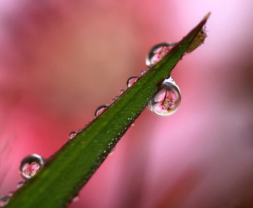 Flower Reflections In Dew