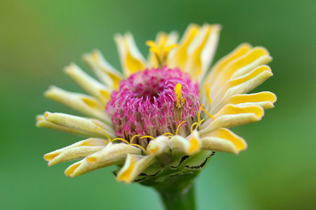 Yellow Zinnia