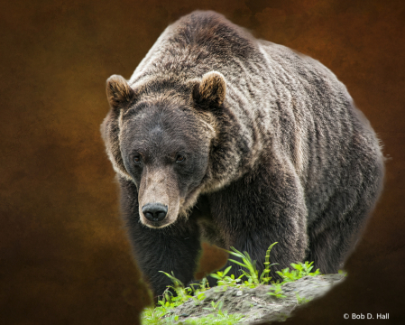 Alaskan Brown