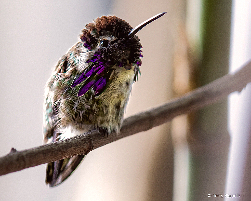 Costa Hummingbird - ID: 15979537 © Terry Korpela