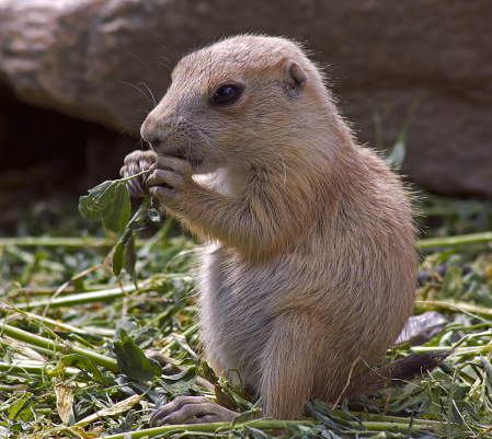 Prairie dog