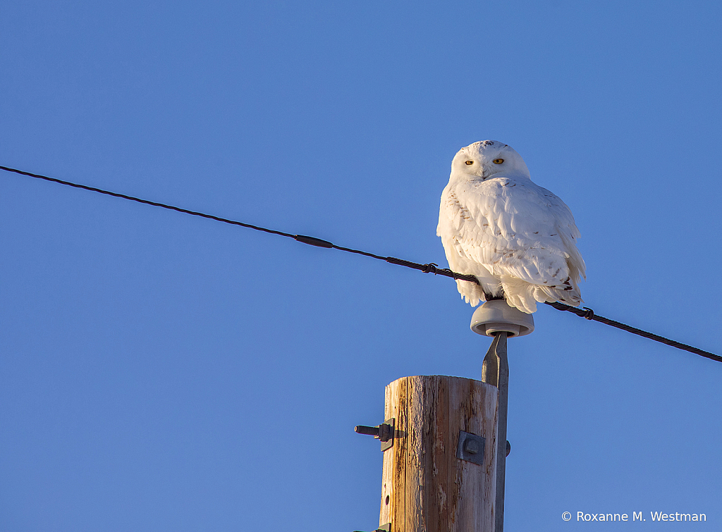 Snowy Owl visit to North Dakota - ID: 15979686 © Roxanne M. Westman