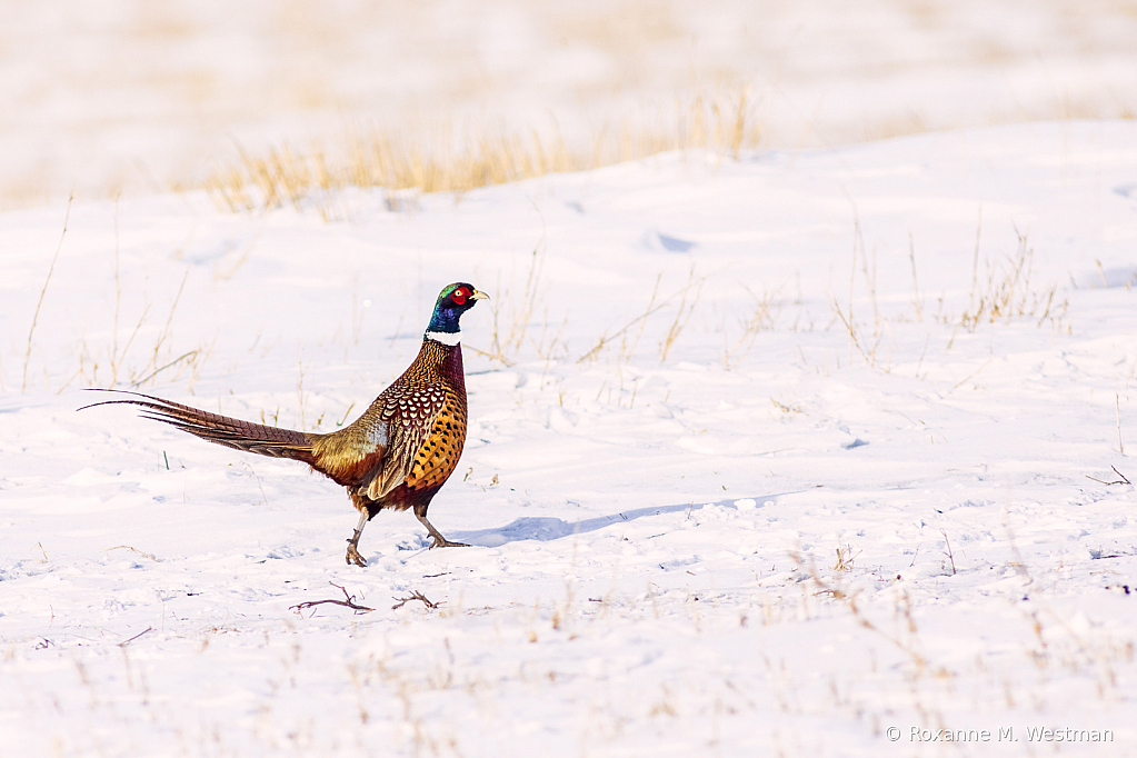 Ring Necked pheasant in snowy North Dakota - ID: 15979687 © Roxanne M. Westman