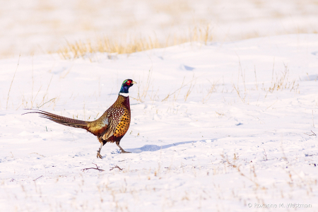 Ring Necked pheasant in snowy North Dakota