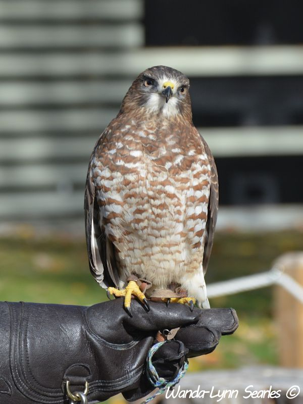  Red -Tailed Hawk