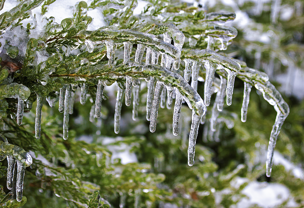 Icy Branches