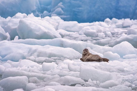 Seal on Ice