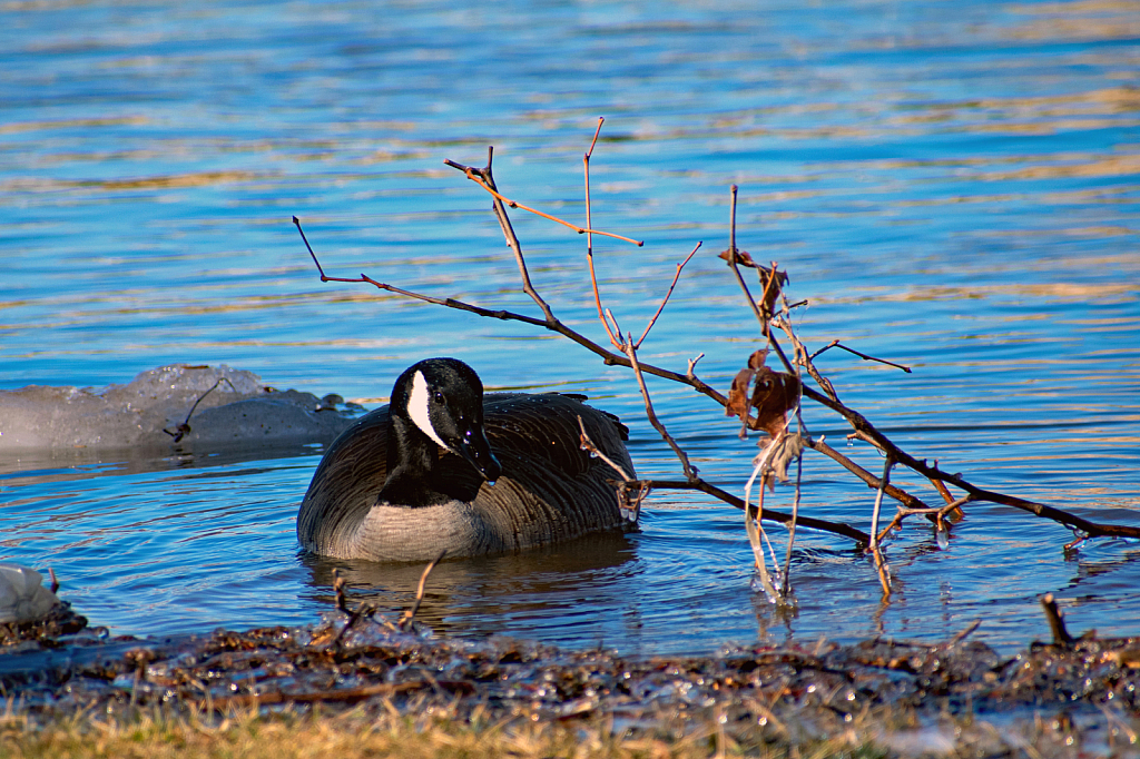 Feeding Among the Ice Flow