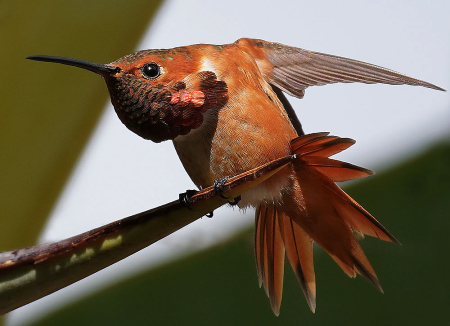 Allens Hummingbird