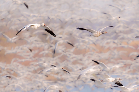 Blur of Snow Geese