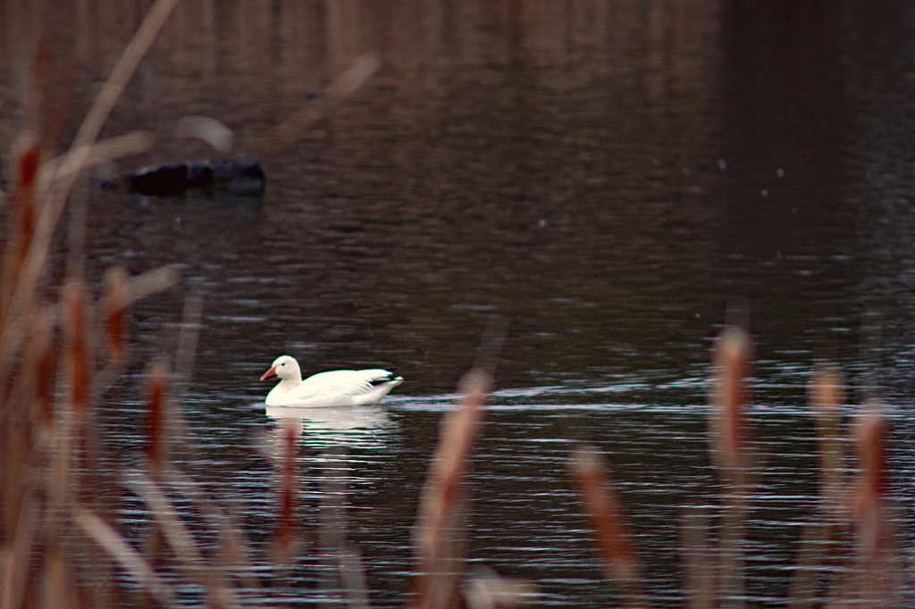 A Swimming Snow Goose