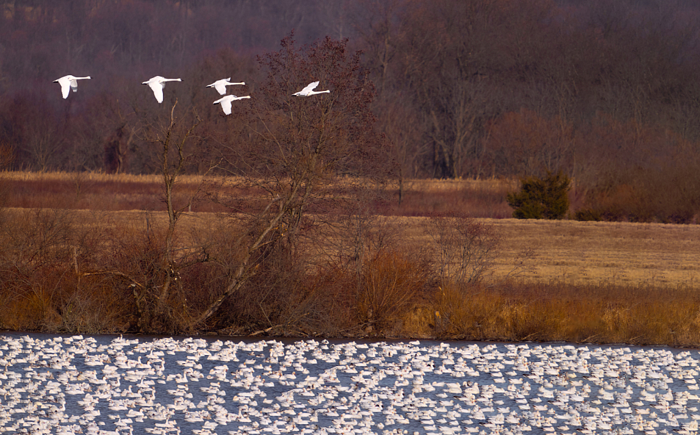 Tundra Swans Flying Over Middle Creek