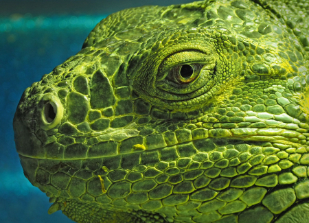 Portrait of a Green Iguana