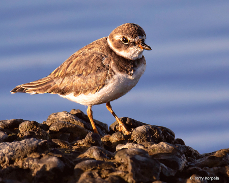 Semipalmated Plover