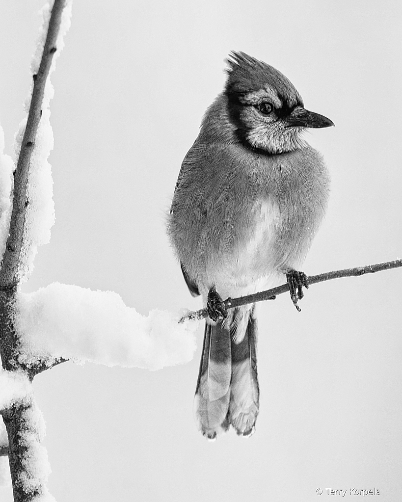 Blue Jay Snow Day! B&W - ID: 15981496 © Terry Korpela