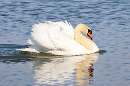 Mute Swan