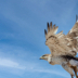 2Ferruginous Hawk in Flight - ID: 15981567 © Sherry Karr Adkins