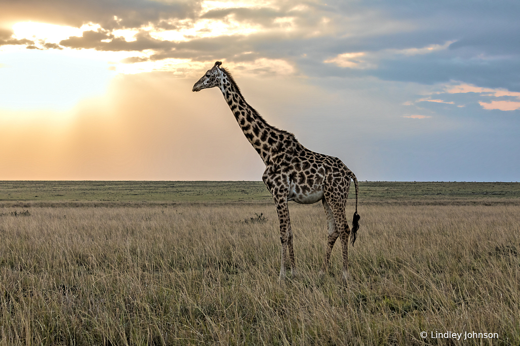 Giraffe at Sunrise