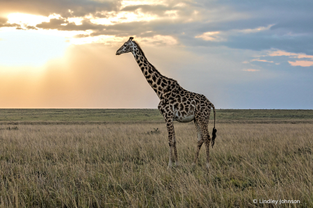 Giraffe at Sunrise