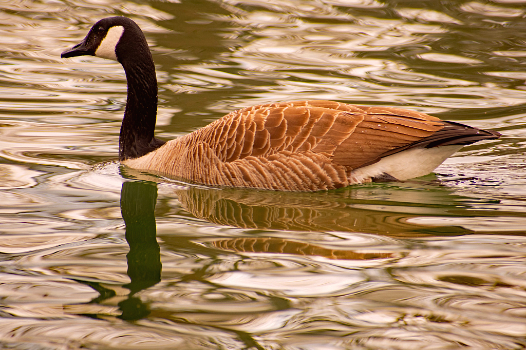 A Canada Goose Swim-by