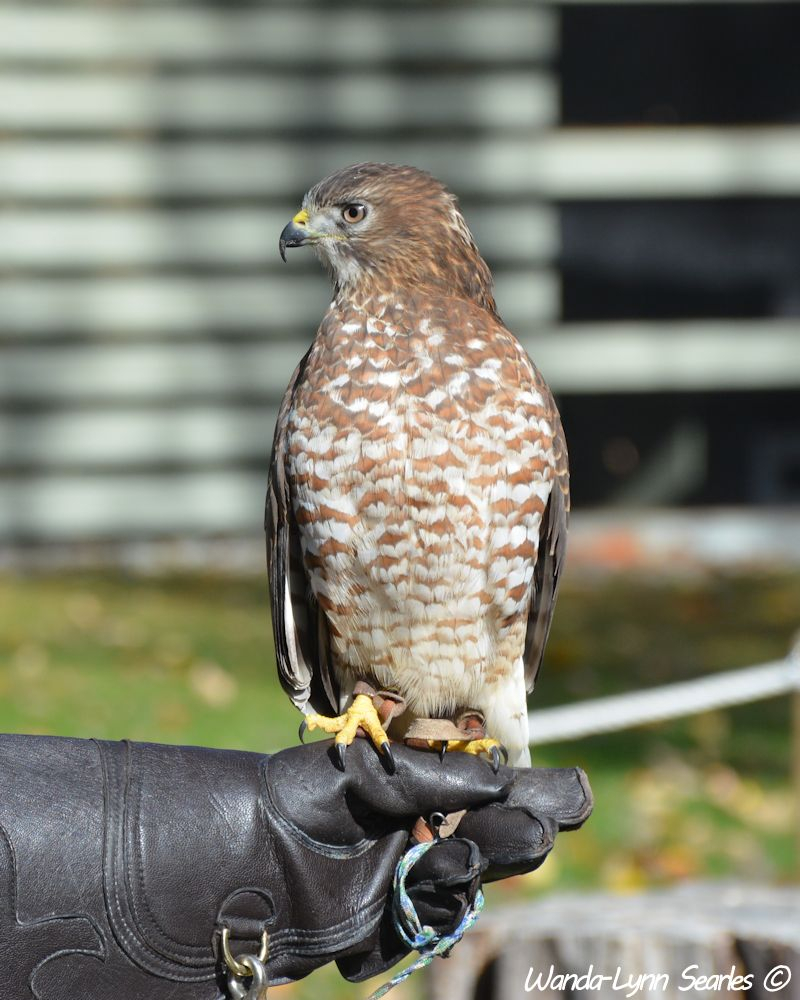 My Best Side - Red Tailed Hawk