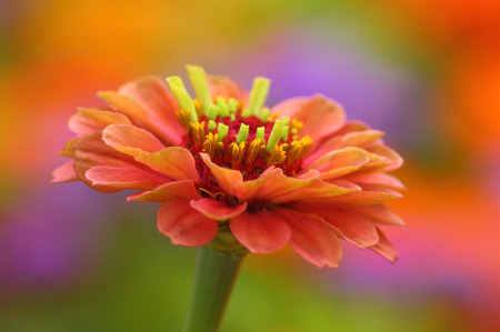 Beautiful Zinnia