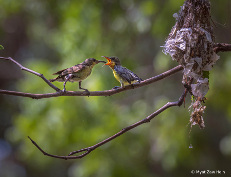 Mother's Love