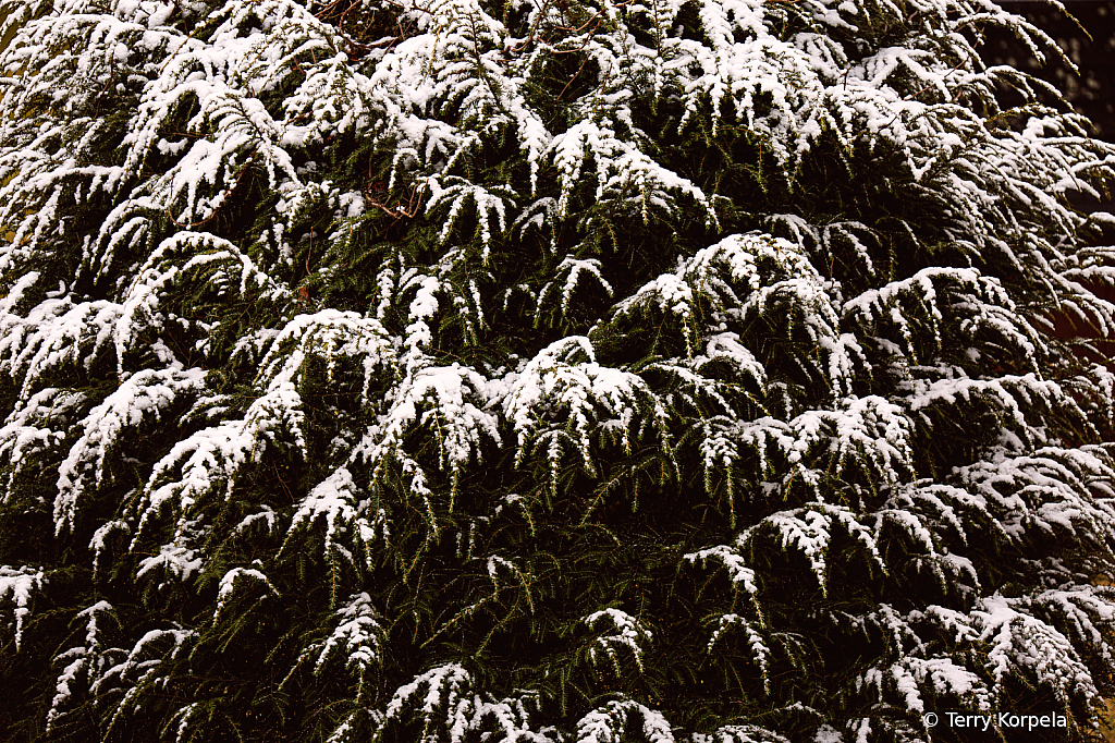 Snow Bush - ID: 15981962 © Terry Korpela