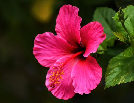  Pink Hibiscus