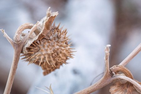 Tiny desert weed in winter