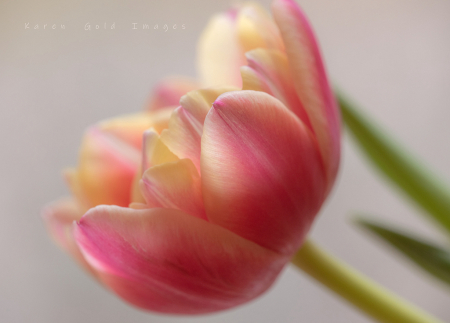 Spring Tulip